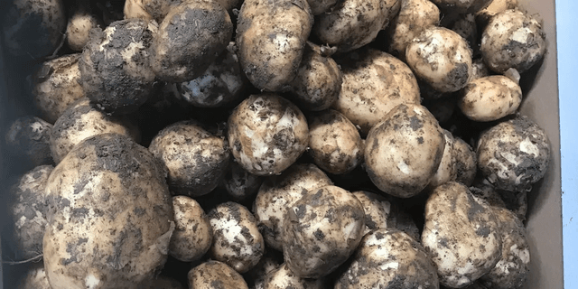 Potatoes